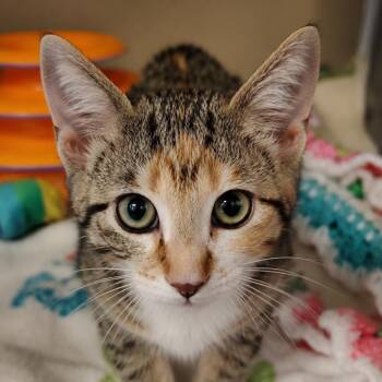 Sleepy -  Domestic Short Hair Cat for Adoption in South Elgin, Illinois - Sleepy | PetCurious