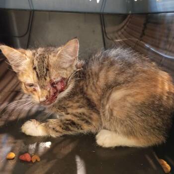 Wintergreen -  Domestic Short Hair Cat for Adoption in Lynchburg, Virginia - Wintergreen | PetCurious