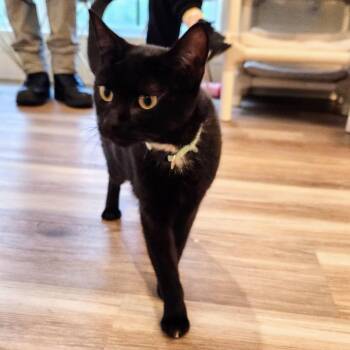 Domestic Short Hair Cats Available for Adoption - Mavis | PetCurious