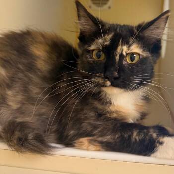 Phineas -  Domestic Long Hair Cat for Adoption in Bend, Oregon - Phineas | PetCurious