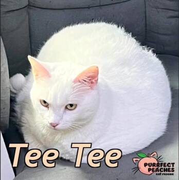 Tee Tee -  Domestic Short Hair Cat for Adoption in Douglasville, Georgia - Tee Tee | PetCurious
