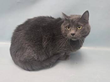 Soby -  Domestic Short Hair Cat for Adoption in Minneapolis, Minnesota - Soby | PetCurious