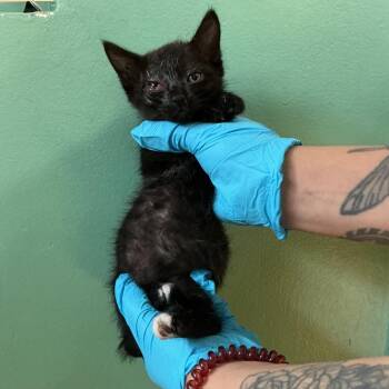 IVHS-Stray-139019_9 -  Domestic Short Hair Cat for Adoption in San Gabriel, California - IVHS-Stray-139019_9 | PetCurious