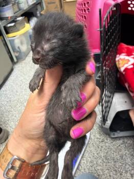 Hank Williams -  Domestic Short Hair Cat for Adoption in Pomona, New York - Hank Williams | PetCurious