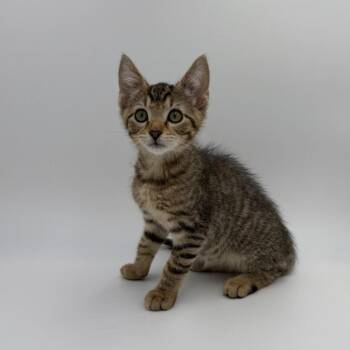 Banana Split -  Domestic Short Hair Cat for Adoption in State College, Pennsylvania - Banana Split | PetCurious