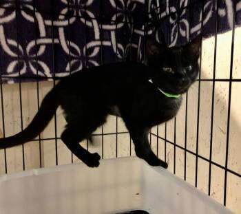 Fuzzy Wuzzy K -  Domestic Short Hair Cat for Adoption in Sherwood, Oregon - Fuzzy Wuzzy K | PetCurious