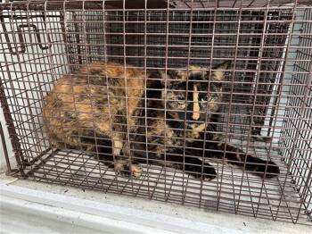 Domestic Short Hair Cats Available for Adoption in Houston, Texas - A654924 | PetCurious