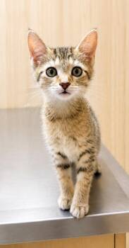 Starburst -  Domestic Short Hair and Tabby Cat for Adoption in Homer Glen, Illinois - Starburst | PetCurious