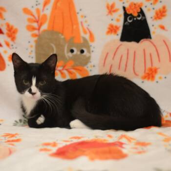 Petrie -  Domestic Short Hair Cat for Adoption in Manchester, Maryland - Petrie | PetCurious