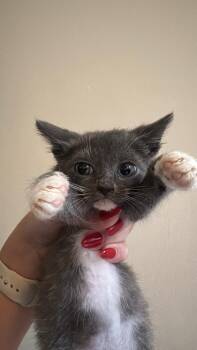 Mantis -  Domestic Short Hair Cat for Adoption in Stockbridge, Georgia - Mantis | PetCurious