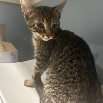 Corn Fritter -  Domestic Short Hair Cat for Adoption in Chattanooga, Tennessee - Corn Fritter | PetCurious