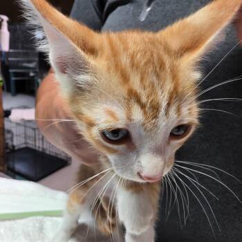 Popcorn -  Domestic Short Hair Cat for Adoption in Leander, Texas - Popcorn | PetCurious
