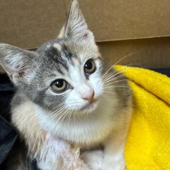 Torch -  Domestic Short Hair Cat for Adoption in Walker, Michigan - Torch | PetCurious