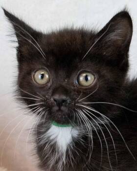 Gazpacho -  Domestic Short Hair and Tuxedo Cat for Adoption in Kennesaw, Georgia - Gazpacho | PetCurious