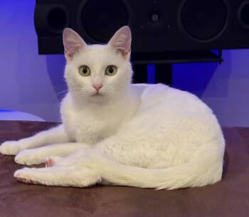 Dolly and Duchess -  Turkish Angora Cat for Adoption in Walnut Creek, California - Dolly And Duchess | PetCurious