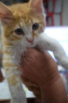 Domestic Medium Hair Cats Available for Adoption in Pahrump, Nevada - Mylo (Lacy K2) | PetCurious