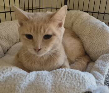 Rescue Domestic Short Hair Cats for Adoption in Decatur, Illinois - ANGEL | PetCurious
