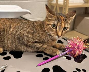 ALIYAH -  Manx and Domestic Short Hair Cat for Adoption in Derwood, Maryland - ALIYAH | PetCurious