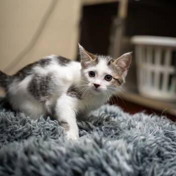 Betty -  Domestic Short Hair Cat Available for Adoption in Gainesville, Georgia - Betty | PetCurious
