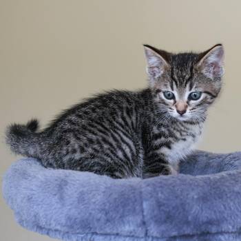 Baxter -  Domestic Short Hair Cat for Adoption in St. Ignace, Michigan - Baxter | PetCurious