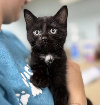 Cinderella -  Domestic Short Hair Cat for Adoption in Sioux City, Iowa - Cinderella | PetCurious