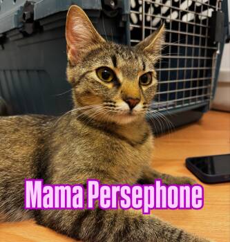 Persephone -  Tabby Cat for Adoption in Burnaby, British Columbia - Persephone | PetCurious