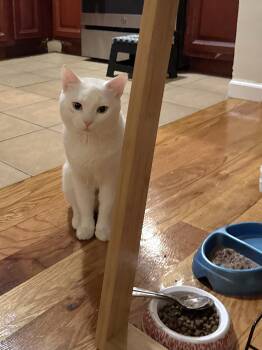 Arceus -  Domestic Short Hair Cat Available for Adoption - Arceus | PetCurious