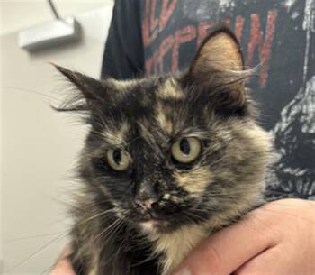 MO -  Domestic Short Hair Cat for Adoption in Indianapolis, Indiana - MO | PetCurious
