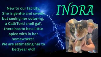 Rescue Domestic Short Hair Cats for Adoption in Rock Falls, Illinois - Indra | PetCurious