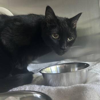 Bess -  Domestic Short Hair and Mixed Breed Cat for Adoption in Asheville, North Carolina - Bess | PetCurious