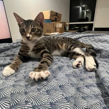 Rita -  Domestic Short Hair Cat for Adoption in Los Angeles, California - Rita | PetCurious
