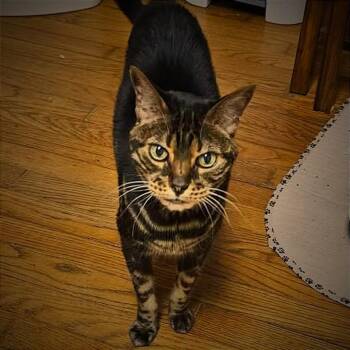 Piper -  Bengal Cat for Adoption in Warrensburg, Missouri - Piper | PetCurious