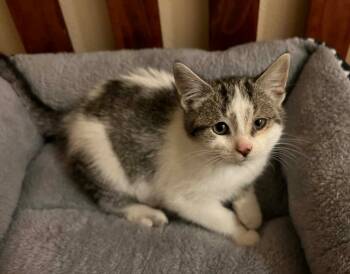 Rescue Domestic Short Hair Cats for Adoption in Taycheedah, Wisconsin - Pawn | PetCurious