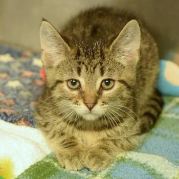 Glad -  Domestic Short Hair Cat Available for Adoption in Belleville, Illinois - Glad | PetCurious