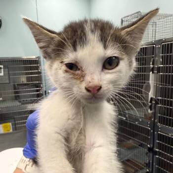 Little Caesars -  Domestic Short Hair Cat for Adoption in Greensboro, North Carolina - Little Caesars | PetCurious