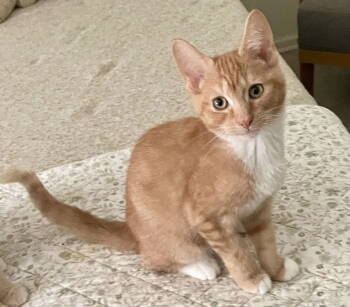 Rescue Tabby and Domestic Short Hair Cats for Adoption in Garner, North Carolina - Skeeter | PetCurious