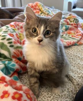 Titan -  Domestic Long Hair Cat for Adoption in Buffalo, New York - Titan | PetCurious