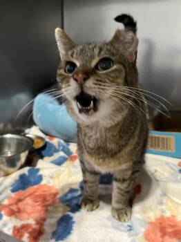 Mocho -  Domestic Short Hair Cat for Adoption in Pierceton, Indiana - Mocho | PetCurious