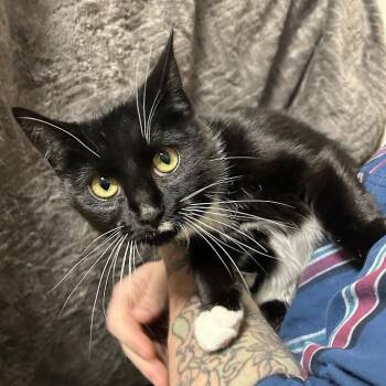 Domestic Short Hair Cats Available for Adoption - Toof | PetCurious