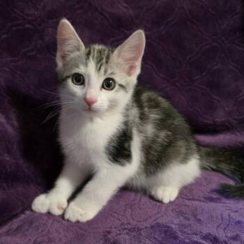 Arkansas -  Extra Toes Cat Hemingway Polydactyl Cat for Adoption in Bentonville, Arkansas - Arkansas | PetCurious