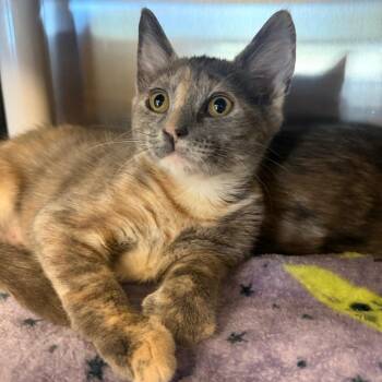 Anna -  Domestic Short Hair Cat for Adoption in Keizer, Oregon - Anna | PetCurious