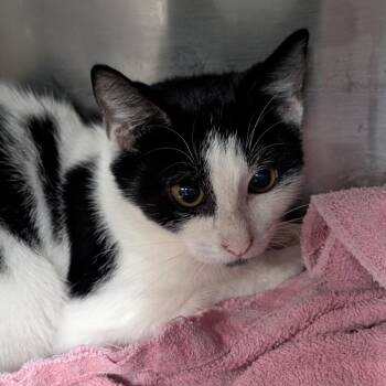 Liddle -  Domestic Short Hair Cat for Adoption in NEW PT RICHEY, Florida - Liddle | PetCurious