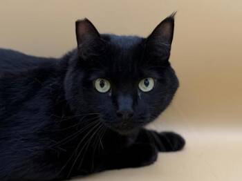 Tink -  Domestic Short Hair Cat for Adoption in Portland, Oregon - Tink | PetCurious