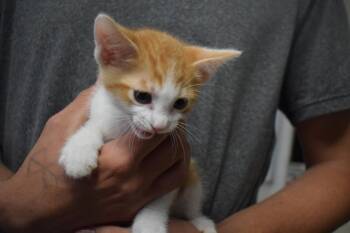 Howie (Molly K1) -  Domestic Short Hair Cat for Adoption in Pahrump, Nevada - Howie (Molly K1) | PetCurious