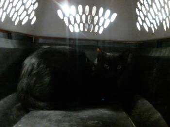 MARGY -  Domestic Short Hair Cat for Adoption in Houston, Texas - MARGY | PetCurious