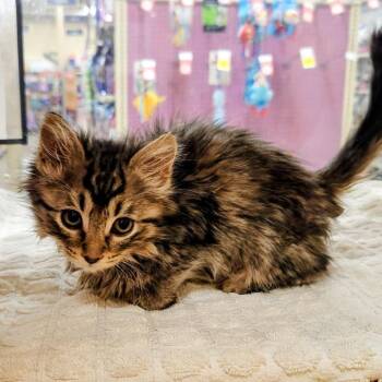 Domestic Medium Hair Cats Available for Adoption in Pasadena, California - Moe | PetCurious