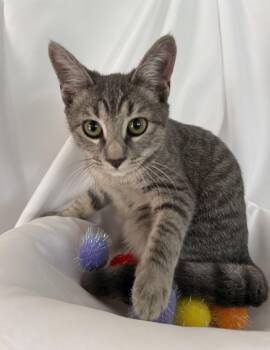 Rescue Domestic Short Hair Cats for Adoption in Boca Raton, Florida - Mako | PetCurious