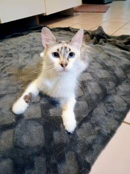 Carmela Lucia -  Domestic Medium Hair Cat for Adoption in Apex, North Carolina - Carmela Lucia | PetCurious