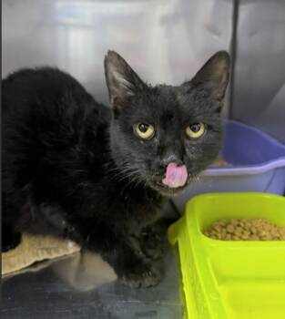 Domestic Short Hair Cats Available for Adoption in Killeen, Texas - JADE | PetCurious
