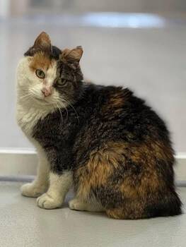 Rescue Manx Cats for Adoption in Fremont, Michigan - Fasso | PetCurious